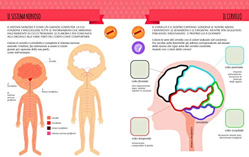 Montessori Scoperte - Il mio primo libro del corpo umano | Libro educativo per bambini | Con adesivi colorati | Edizione illustrata - immagine 6