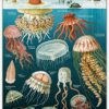 Cavallini Papers & Co. PZL Jelly Fish Puzzle da 1.000 pezzi, Multi, 1000 - immagine 3
