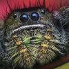 Superinsetti. Ediz. a colori - immagine 6