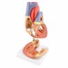 MonMed - Modello anatomico a forma di cuore umano, modello anatomico a forma di cuore, in 2 parti, modello anatomico a forma di cuore - immagine 3