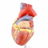 MonMed - Modello anatomico a forma di cuore umano, modello anatomico a forma di cuore, in 2 parti, modello anatomico a forma di cuore - immagine 4