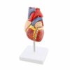 MonMed - Modello anatomico a forma di cuore umano, modello anatomico a forma di cuore, in 2 parti, modello anatomico a forma di cuore