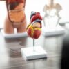 MonMed - Modello anatomico a forma di cuore umano, modello anatomico a forma di cuore, in 2 parti, modello anatomico a forma di cuore - immagine 6