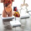 MonMed - Modello anatomico a forma di cuore umano, modello anatomico a forma di cuore, in 2 parti, modello anatomico a forma di cuore - immagine 7