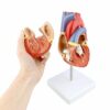 MonMed - Modello anatomico a forma di cuore umano, modello anatomico a forma di cuore, in 2 parti, modello anatomico a forma di cuore - immagine 8