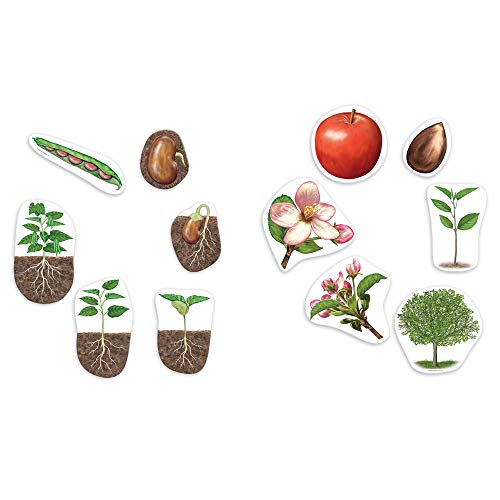 Learning Resources Ciclo di vita di una pianta magnetico gigante