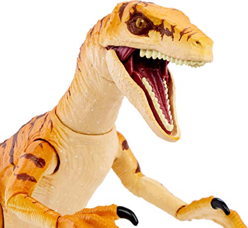 Jurassic World Amber Collection Tiger Velociraptor - Action figure di dinosauro da 15,2 cm, dettagli autentici del film, articolazioni mobili e espositore per figure, regalo da collezione dagli 8 anni - immagine 4